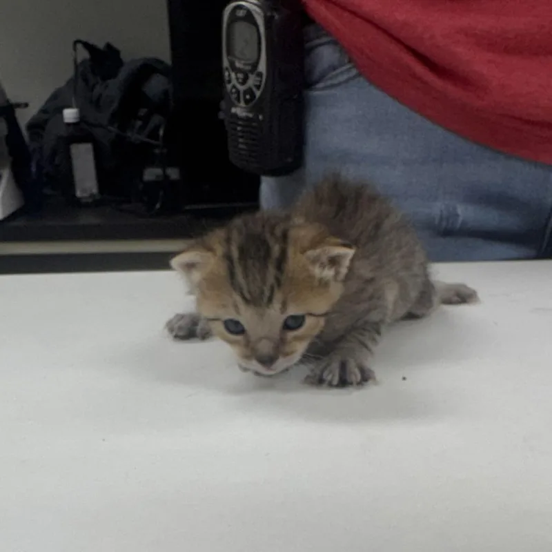 Billy the Kit thumbnail 2