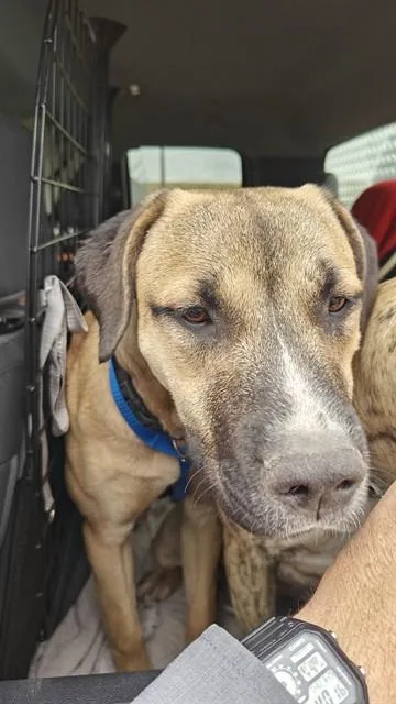 A young medium-sized female Pit Bull Terrier dog named Laylani for adoption in Casper, WY
