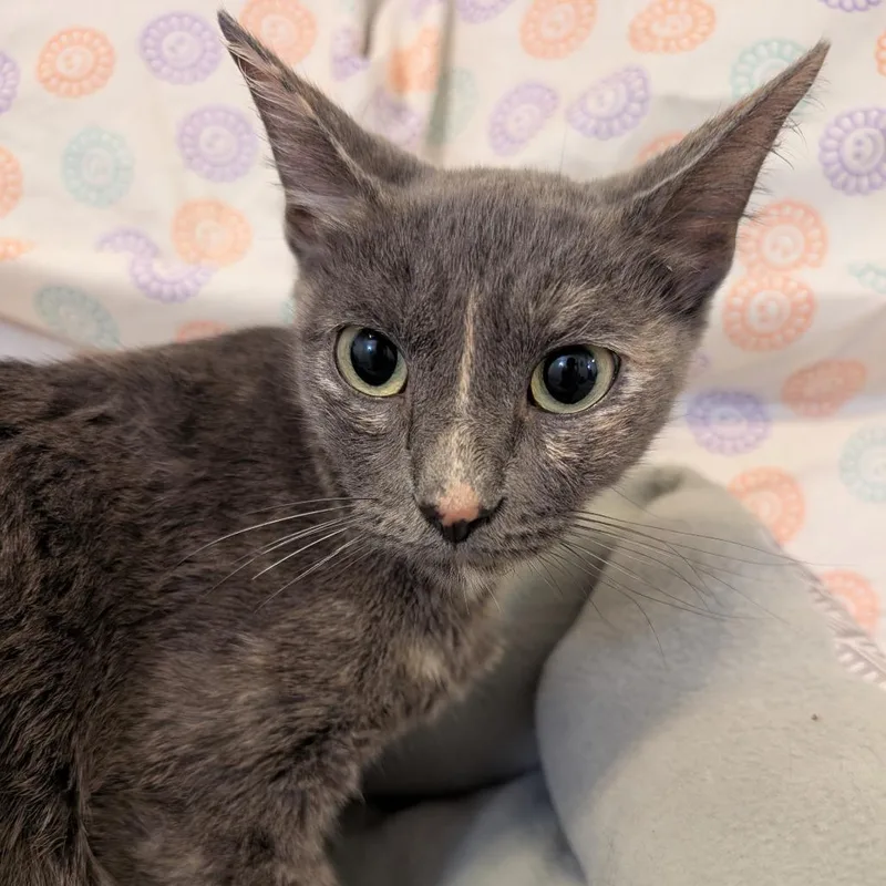 A young medium-sized female Tortoiseshell Domestic Short Hair cat named Meowscarada for adoption in Long Beach, CA