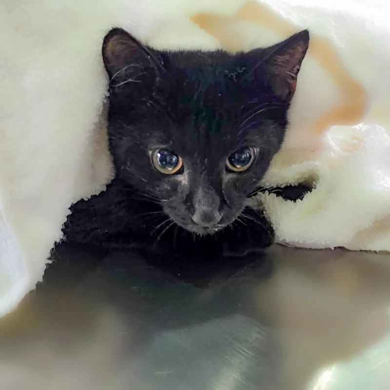 A baby small-sized female Black Domestic Short Hair cat named Rogue for adoption in Chapel Hill, NC