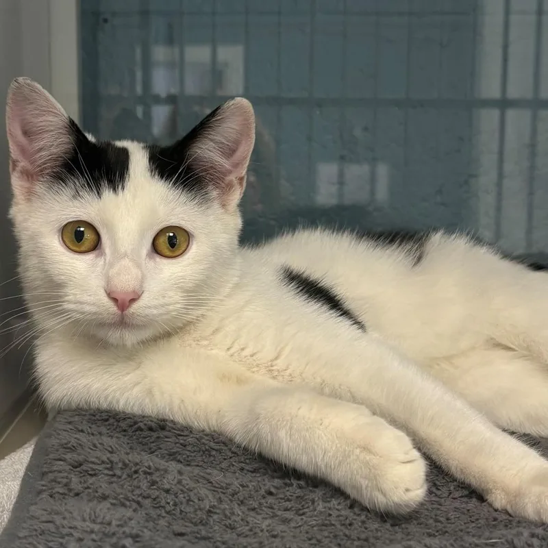 A baby small-sized male Black Domestic Short Hair cat named Flannel for adoption in East Hanover, NJ