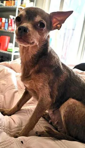 Piper Pixie thumbnail 2