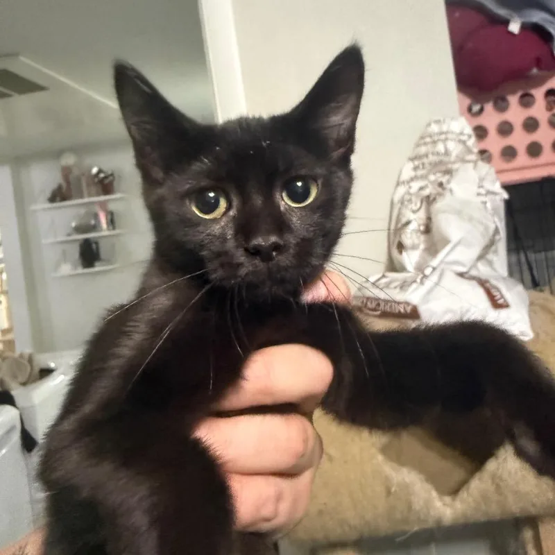 A baby small-sized female Black Domestic Short Hair cat named Yokai Carter for adoption in Eagle Mountain, UT