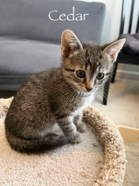A baby medium-sized male Domestic Short Hair cat named Cedar for adoption in Hamilton, OH