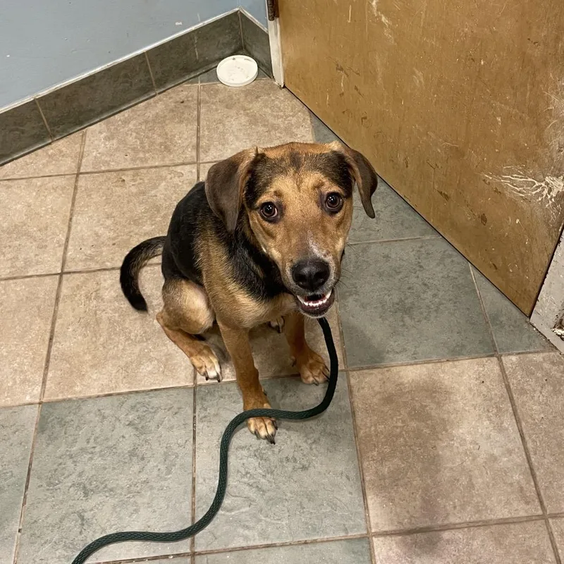 An adult medium-sized male Brown / Chocolate Mixed Breed dog named Grover for adoption in Chattanooga, TN