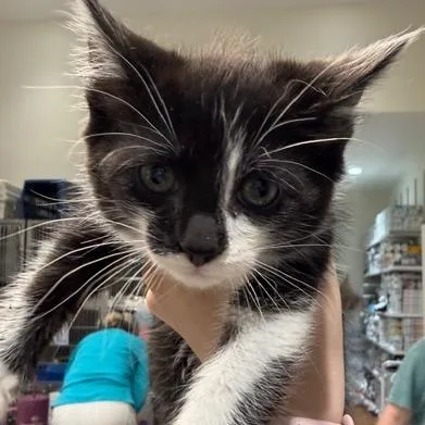A baby small-sized female Domestic Short Hair cat named Neve for adoption in Cumming, GA
