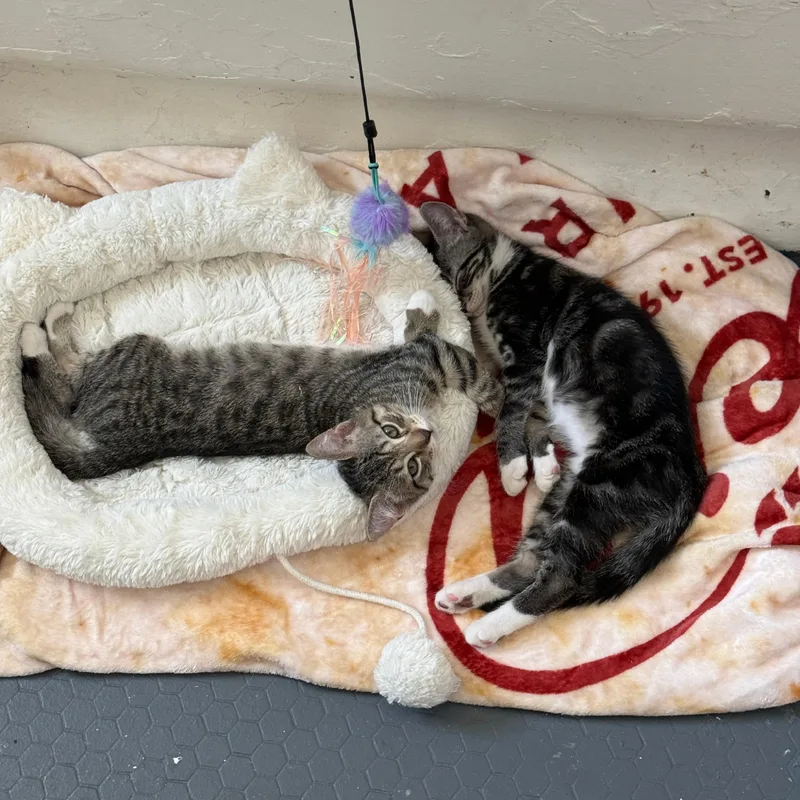 A baby medium-sized male Tabby (Gray / Blue / Silver) Domestic Short Hair cat named Sylas for adoption in Richmond, VA