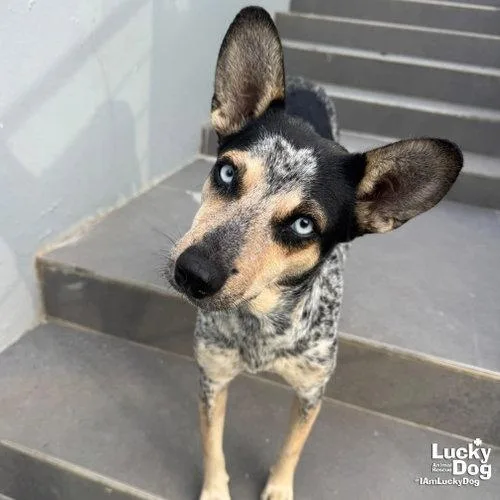 A young medium-sized female Australian Cattle Dog / Blue Heeler dog named Marcella for adoption in Washington, DC