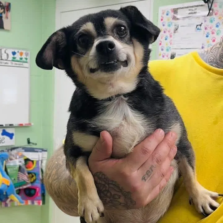 A senior small-sized male Black Mixed Breed dog named Links for adoption in Fredericksburg, VA