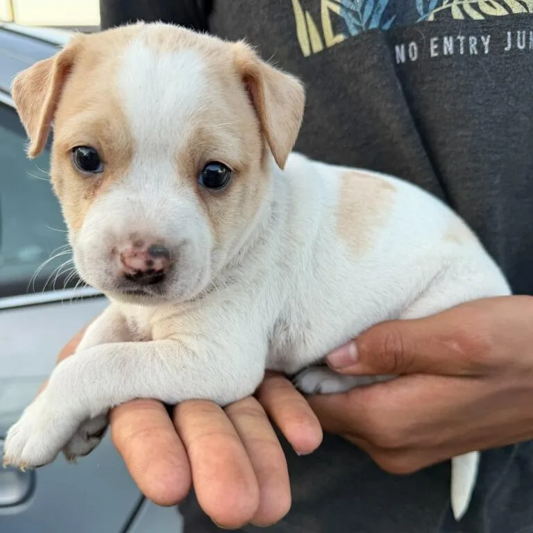 A baby small-sized female White / Cream Mixed Breed dog named Lady Bug for adoption in Sarasota, FL