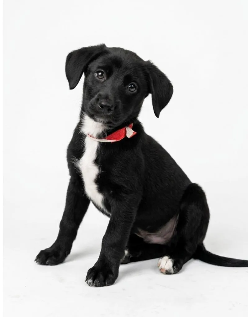 A baby medium-sized male Shepherd dog named Finn for adoption in Hudson, NY