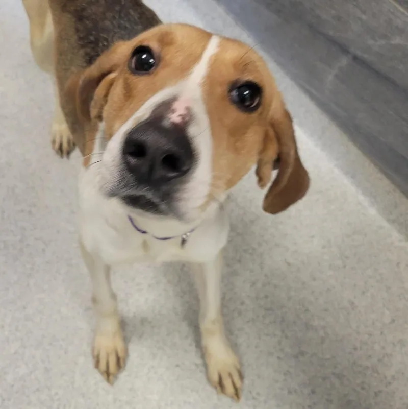 A young large-sized female Yellow / Tan / Blond / Fawn Mixed Breed dog named Oracle for adoption in Cooperstown, NY