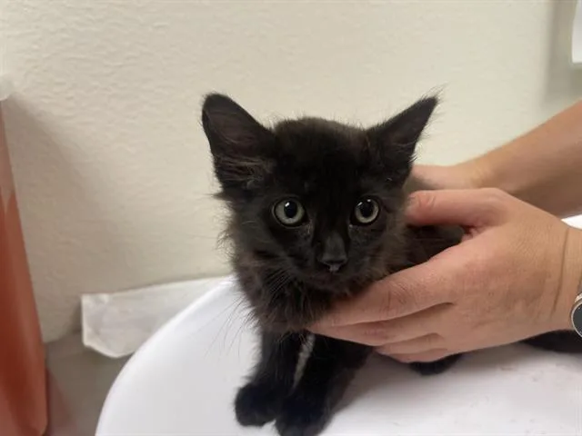 A baby small-sized female Domestic Medium Hair cat named Twix for adoption in Auburn, CA