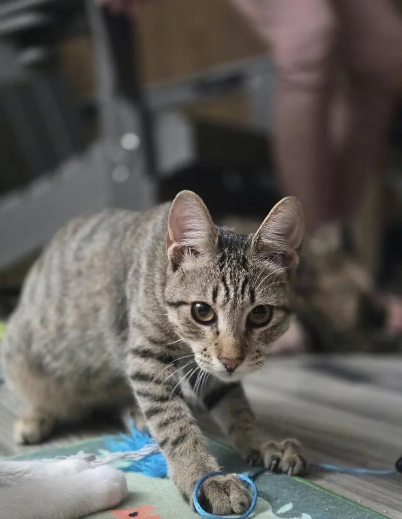 Ming Ming thumbnail 3
