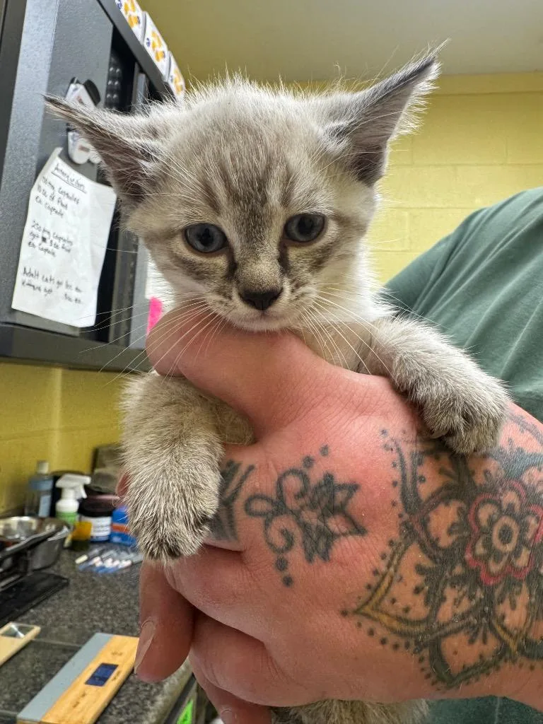 A baby small-sized male Domestic Short Hair cat named Goonie for adoption in Crossville, TN