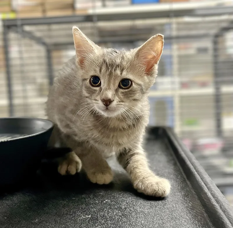 A baby medium-sized male Tabby (Gray / Blue / Silver) Domestic Short Hair cat named Bjorn for adoption in Seville, OH