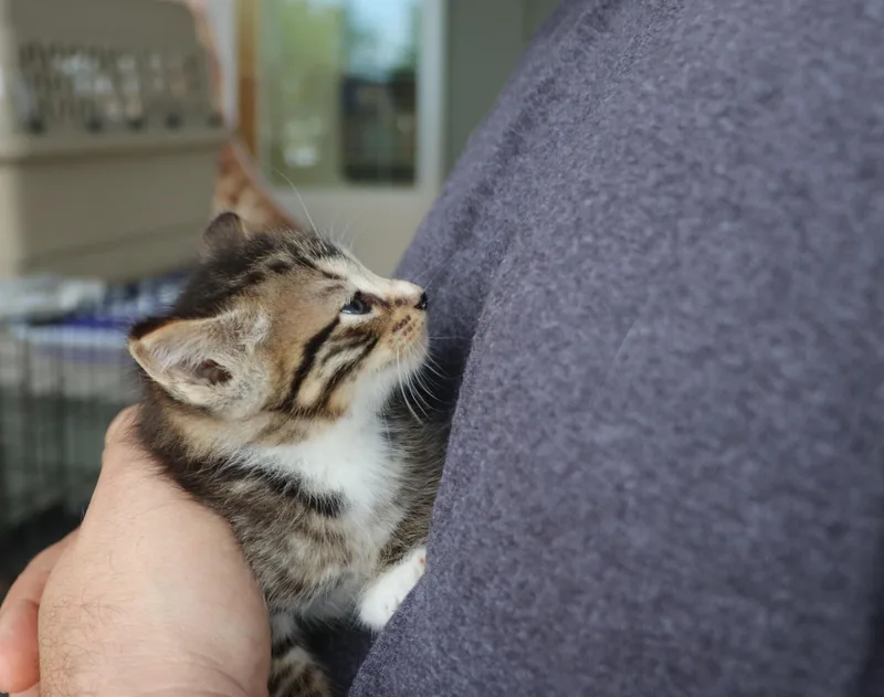 A baby medium-sized male Gray & White Domestic Short Hair cat named Parrish for adoption in Pflugerville, TX