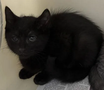 A baby small-sized male Domestic Short Hair cat named a SpringPetSmart West Ashley for adoption in North Charleston, SC