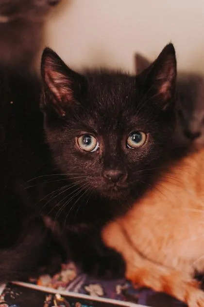 a SpringPetSmart West Ashley thumbnail 2