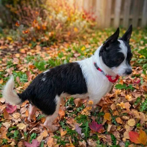 An adult small-sized male Chihuahua dog named Domino for adoption in Lincolnshire, IL