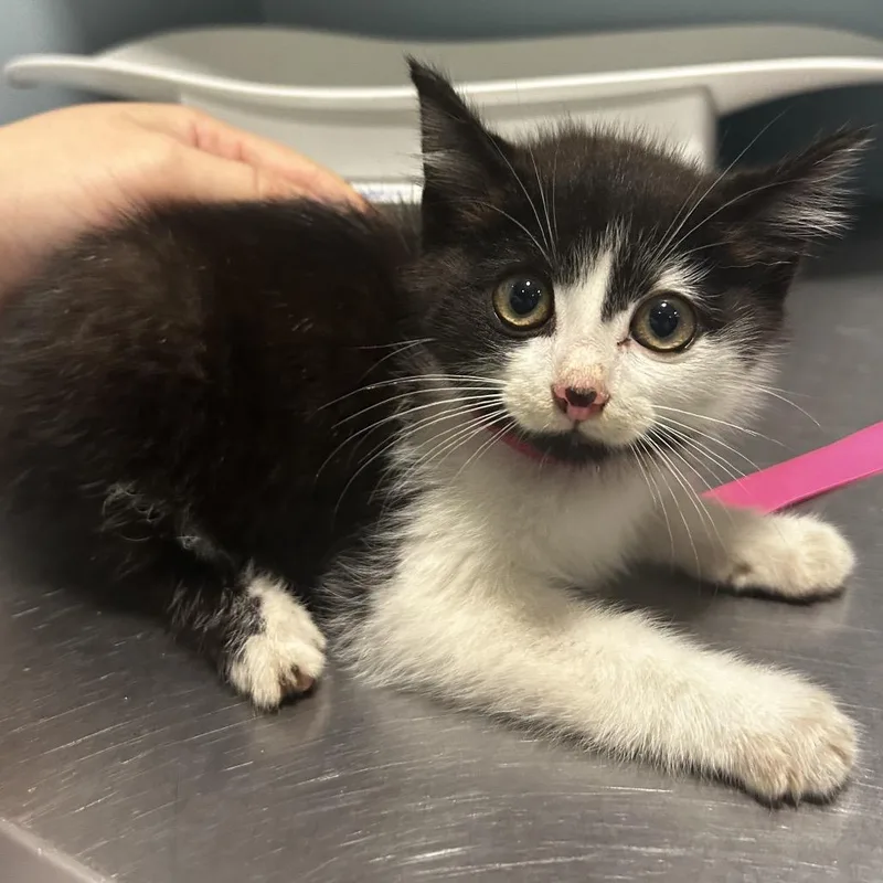 A baby small-sized male Black Domestic Short Hair cat named Limbo for adoption in Chattanooga, TN