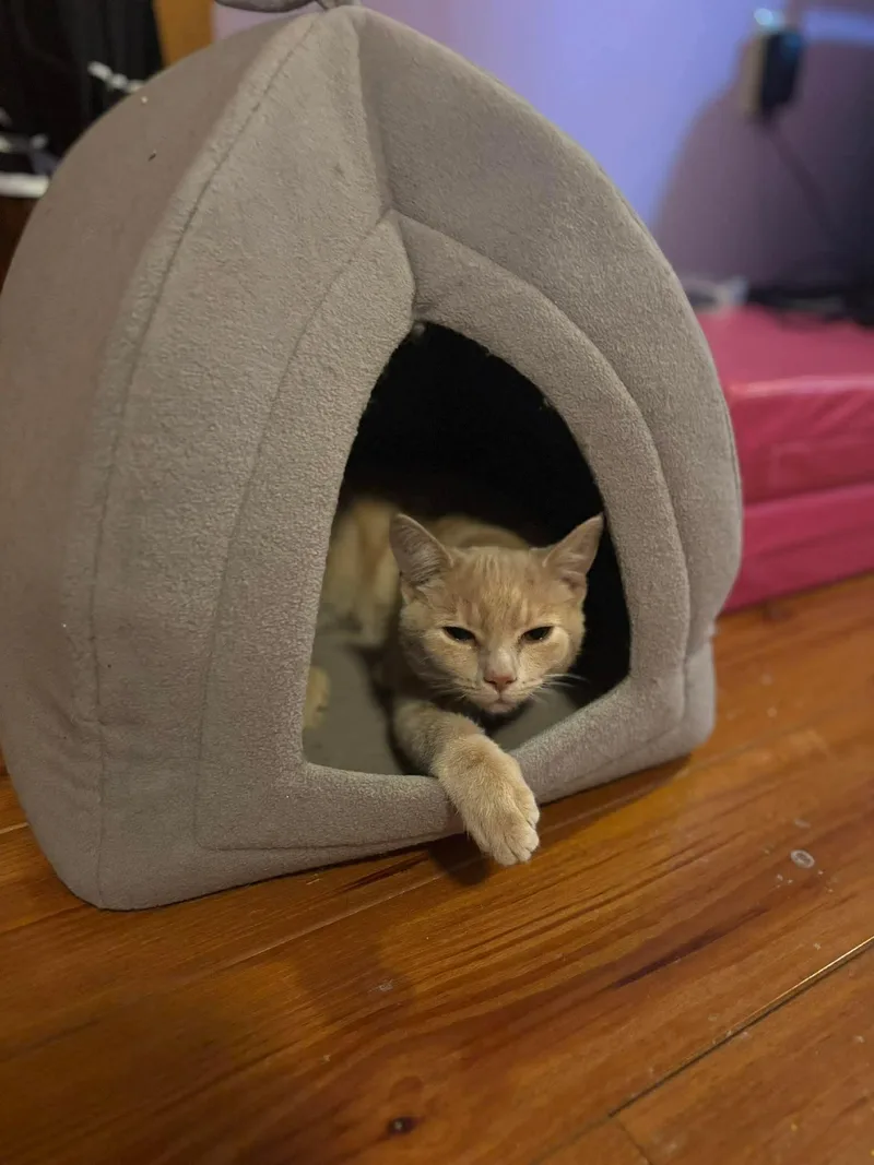 A young medium-sized male Orange / Red Domestic Short Hair cat named Malaki for adoption in Sicklerville , NJ