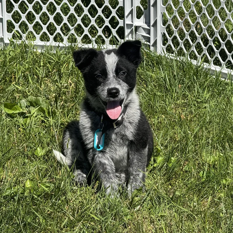 A baby medium-sized male Australian Cattle Dog / Blue Heeler dog named George for adoption in Columbia, MD