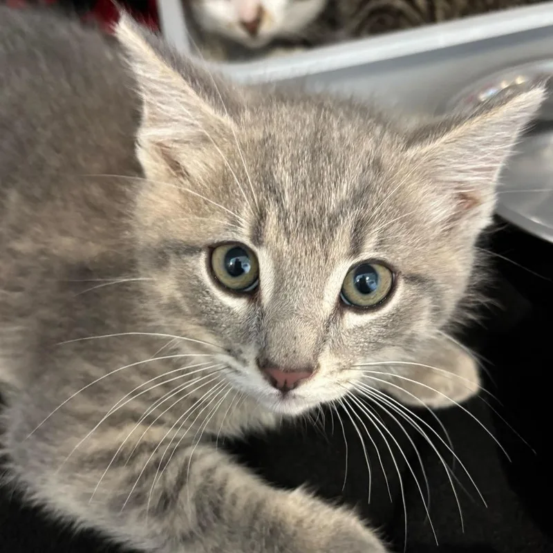 A baby small-sized male Gray / Blue / Silver Domestic Medium Hair cat named Skedaddle for adoption in Louisville, KY