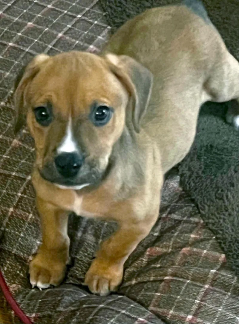 A baby medium-sized male Boxer dog named Bo for adoption in Kansas City, KS