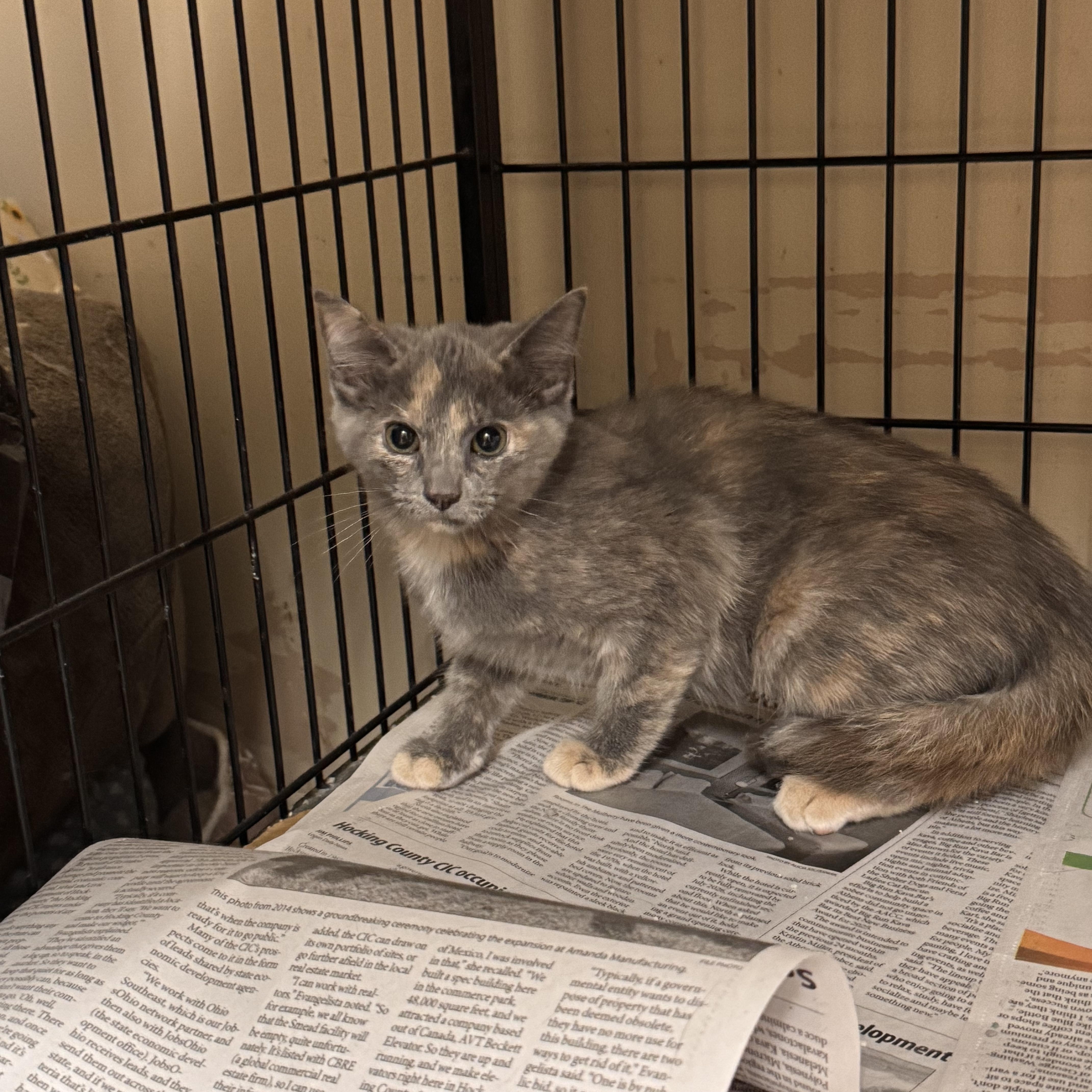 A baby medium-sized female Dilute Tortoiseshell Domestic Short Hair cat named Gia for adoption in Logan, OH