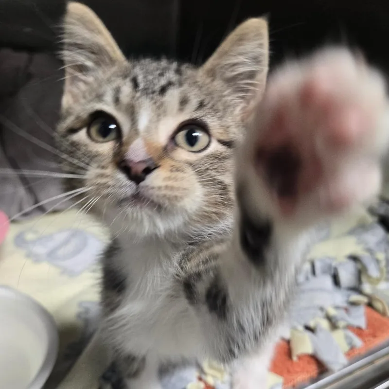 A baby small-sized female Brown / Chocolate Domestic Short Hair cat named Boots With The Fur for adoption in Fort Lauderdale, FL