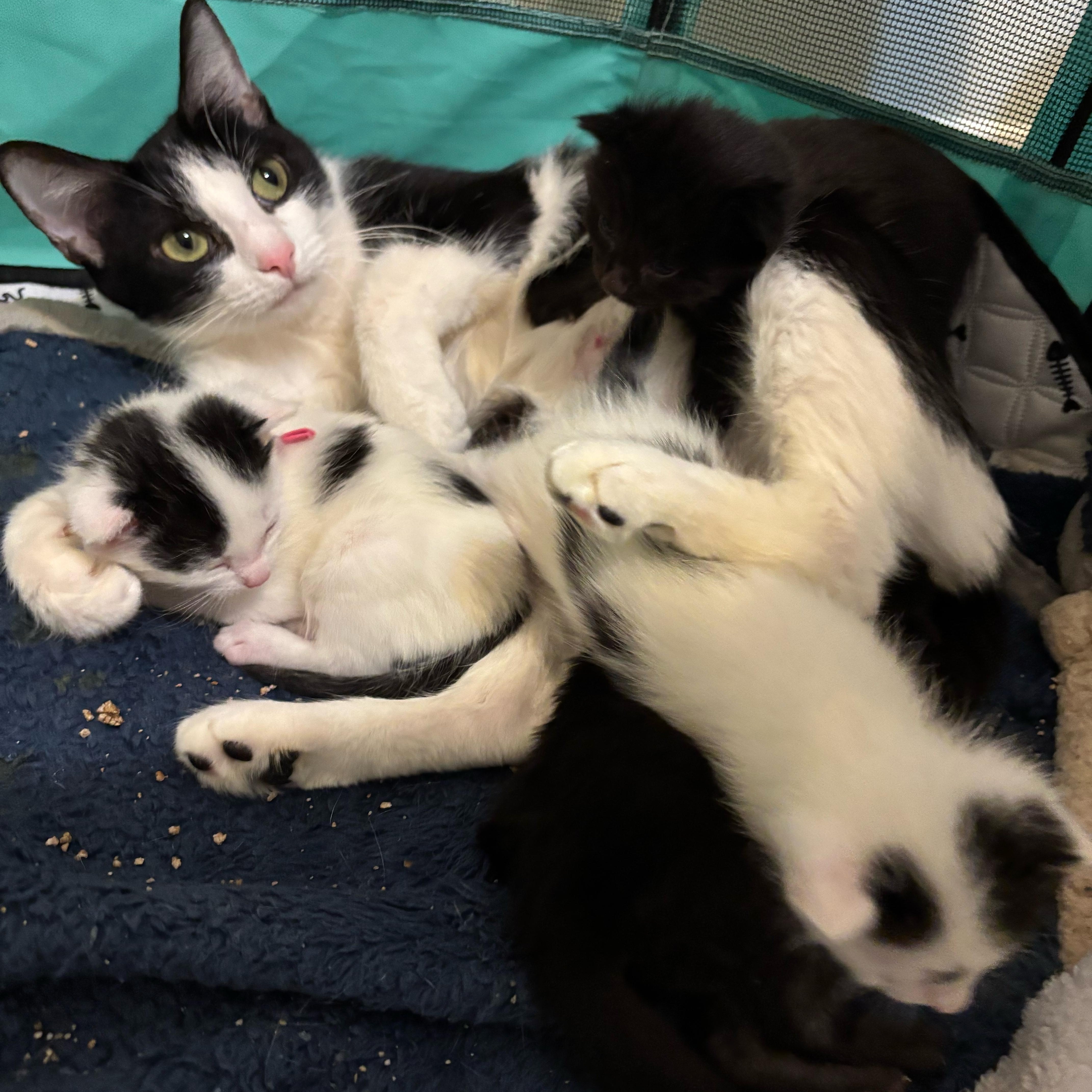 Jubileepersonality Plus! thumbnail 2