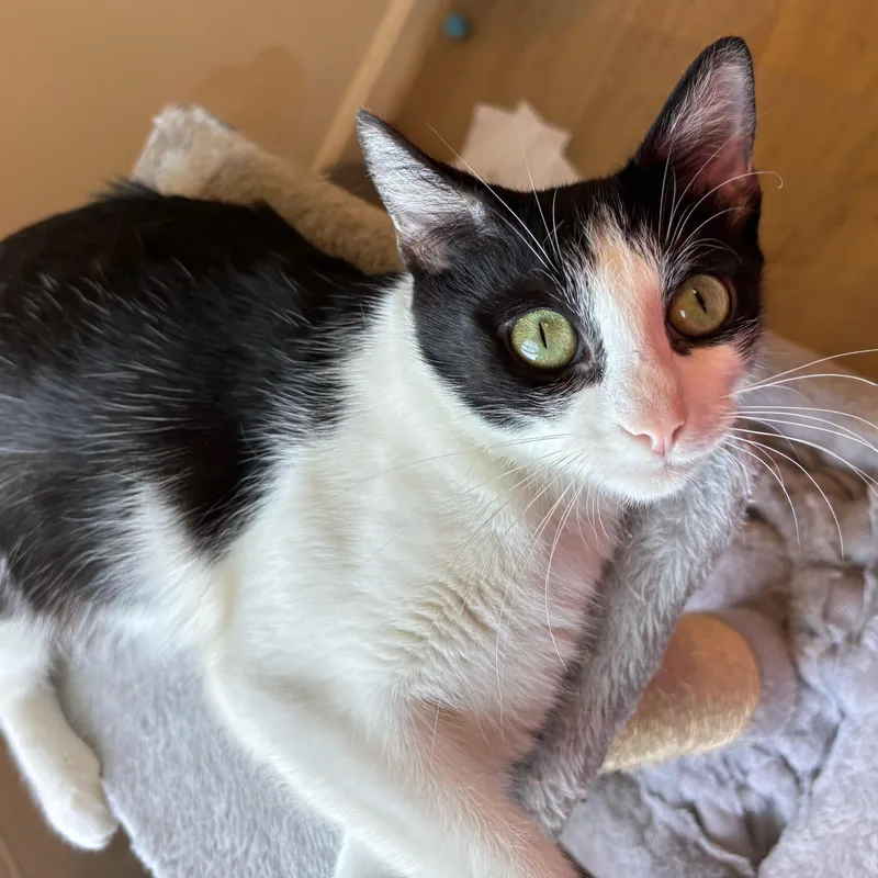 Jubileepersonality Plus! thumbnail 3