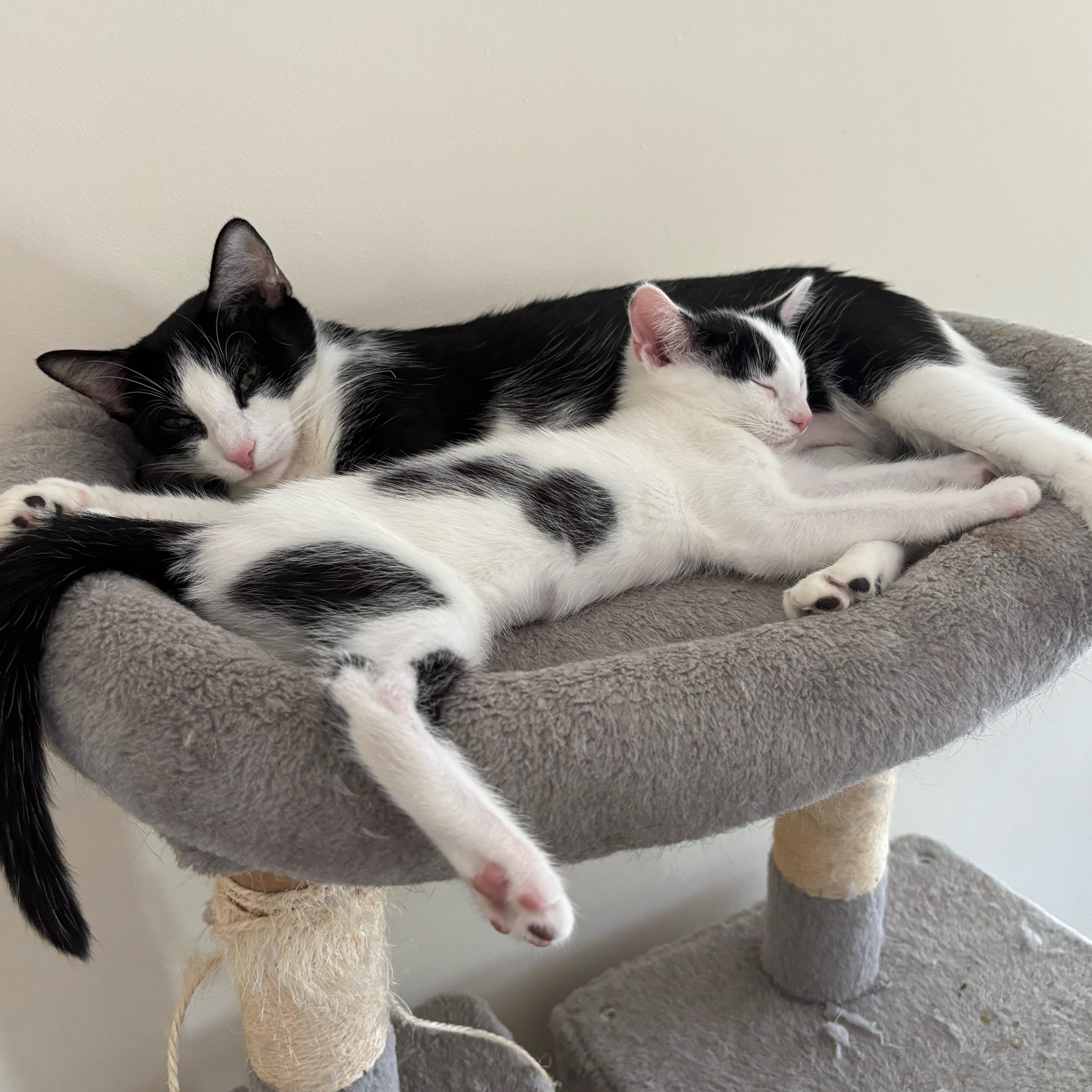 Jubileepersonality Plus! thumbnail 4