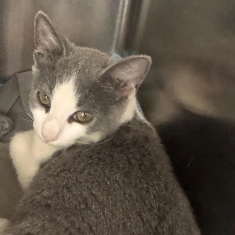 A baby small-sized female Domestic Short Hair cat named Rose for adoption in Tampa, FL