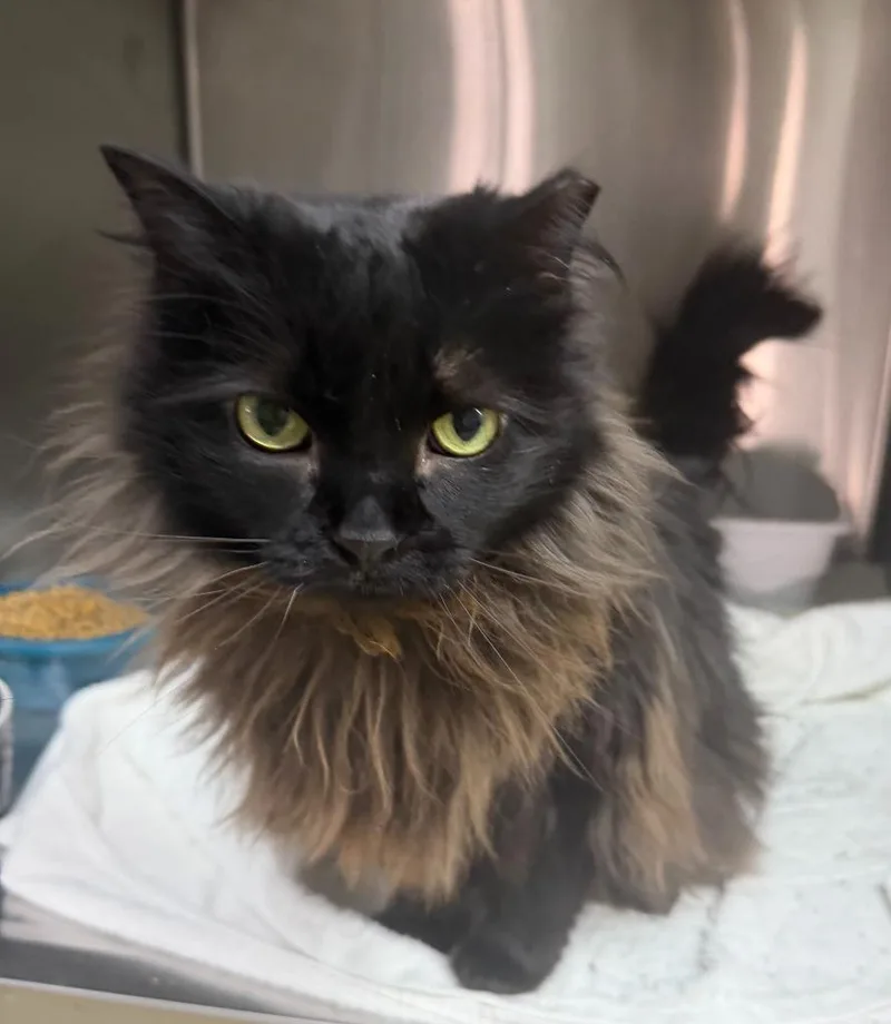 Merida