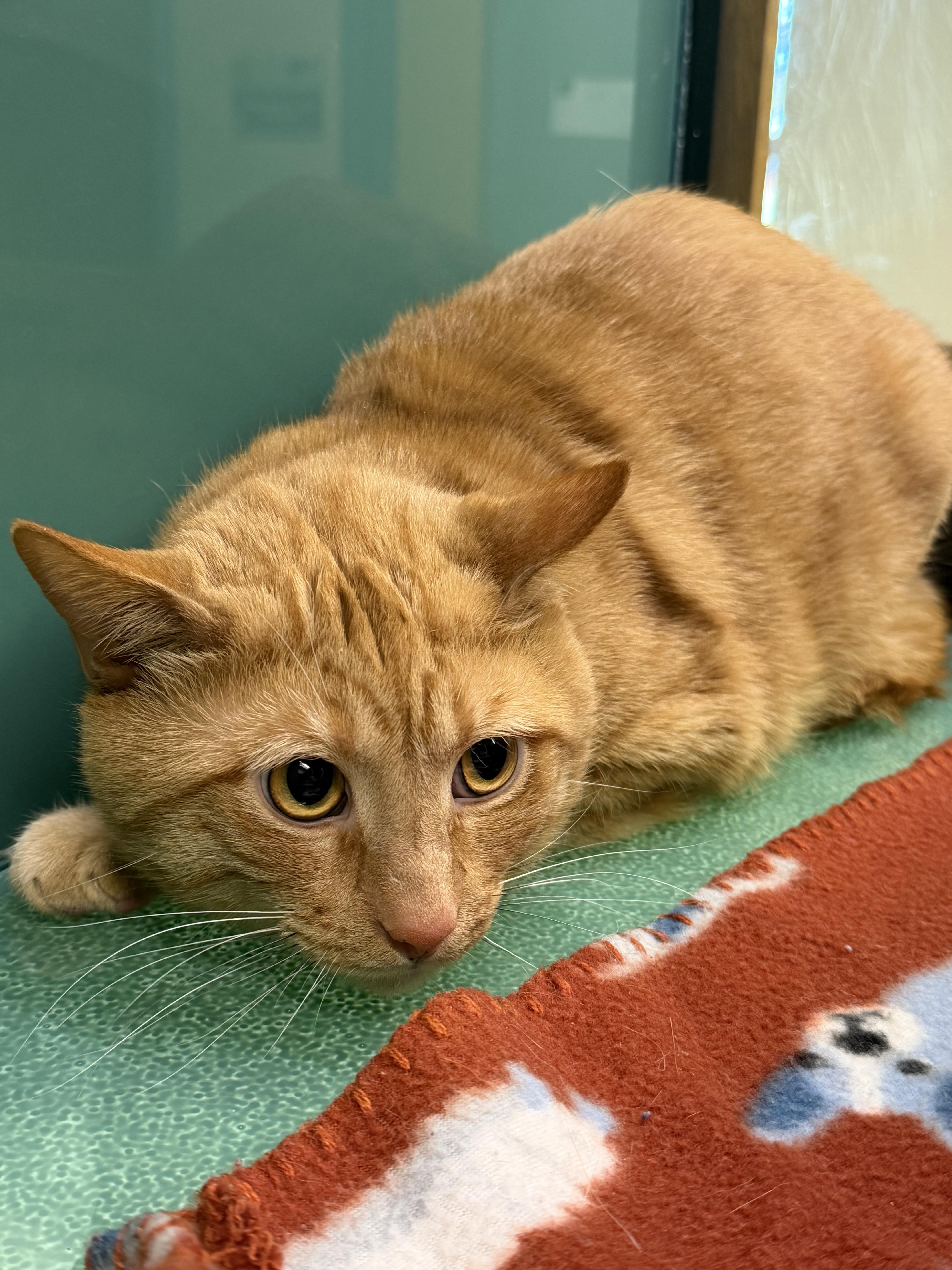 An adult medium-sized male Tabby (Orange / Red) Domestic Short Hair cat named Tigger for adoption in Suffolk, VA