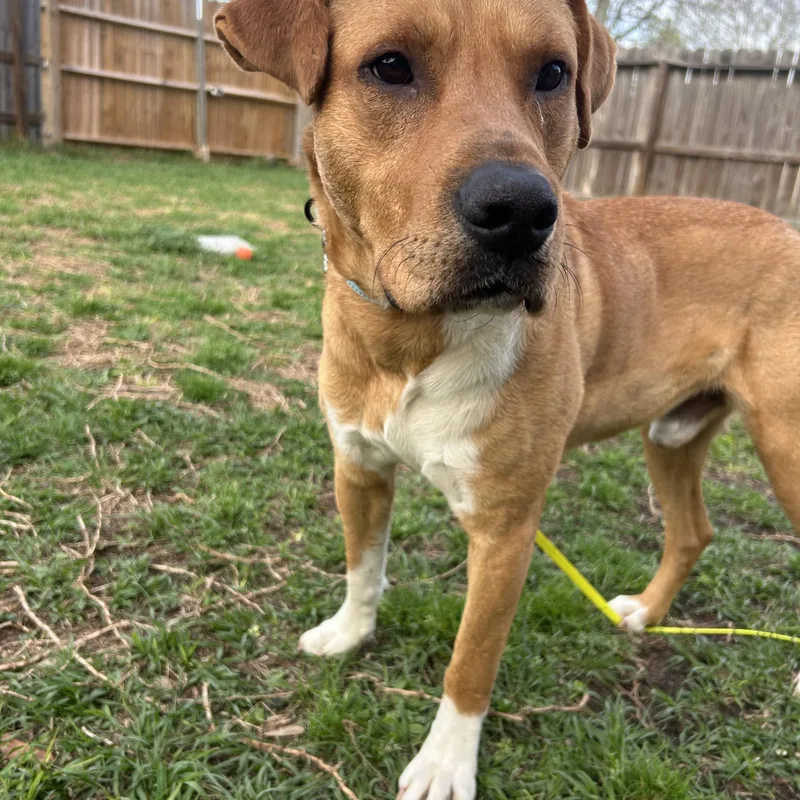 Davidson thumbnail 3