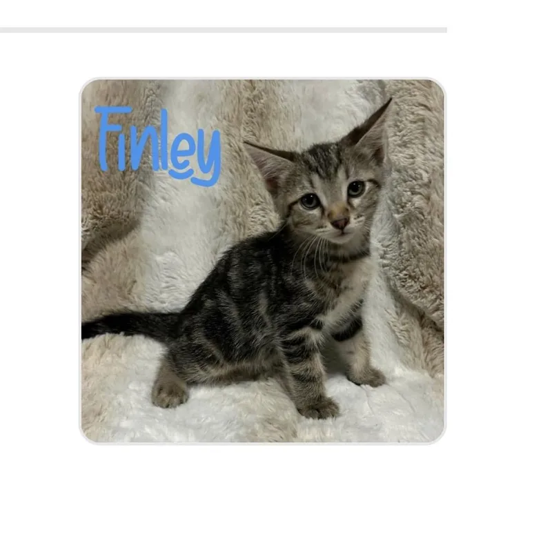 A baby medium-sized male Tabby (Gray / Blue / Silver) Domestic Short Hair cat named Finley for adoption in White Lake, MI