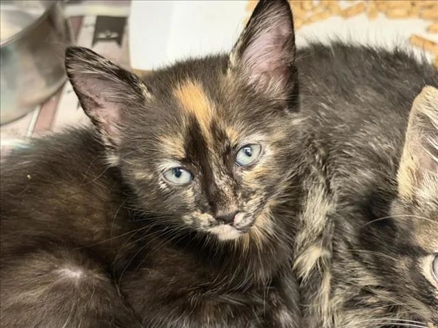 A baby small-sized female Domestic Long Hair cat named Mia for adoption in Tulsa, OK