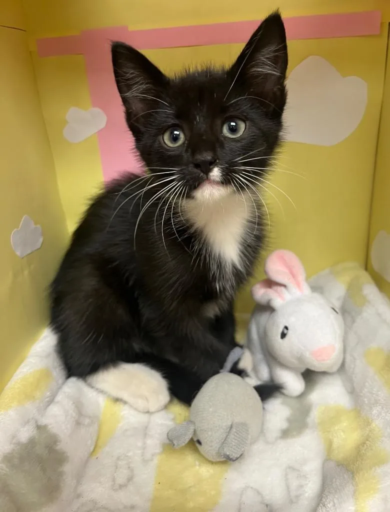 A baby medium-sized male Domestic Short Hair cat named Cookies Biscotti for adoption in Greeneville, TN