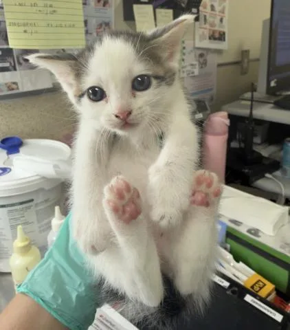 A baby small-sized male Domestic Short Hair cat named Pickle for adoption in Riverside, CA