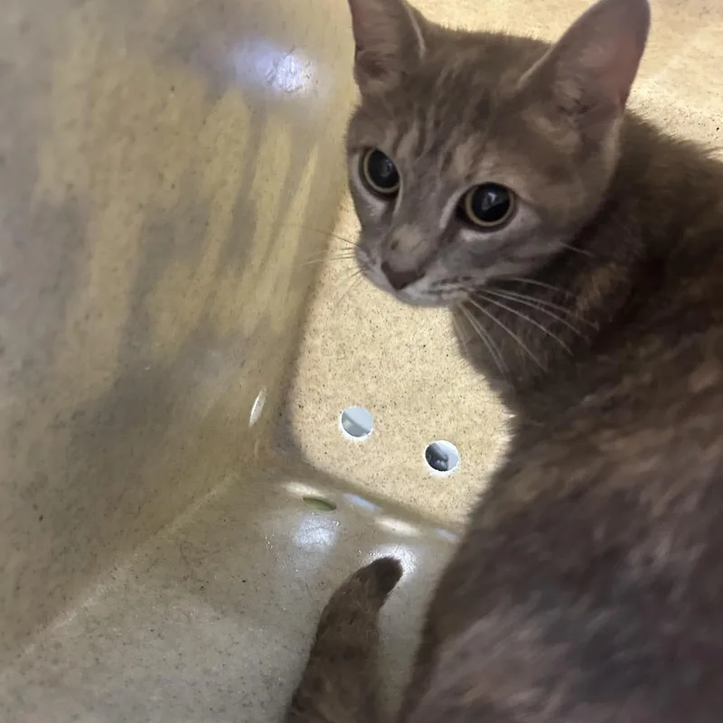 An adult medium-sized female Gray / Blue / Silver Domestic Short Hair cat named Sela for adoption in Dover, NH