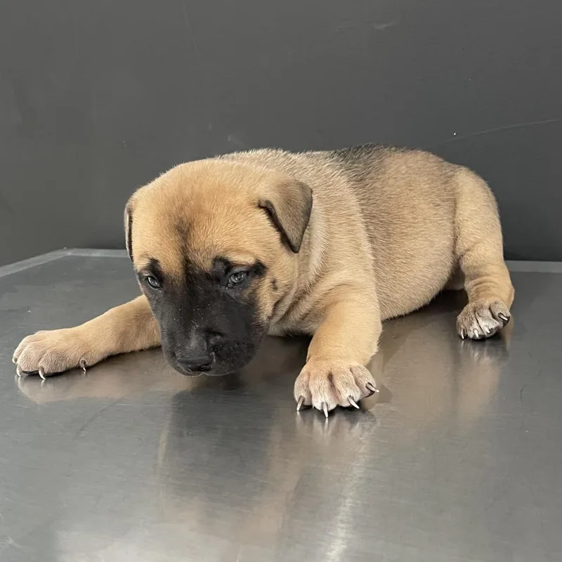 Lionheart thumbnail 2