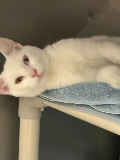 A baby small-sized female Domestic Short Hair cat named Binoculars for adoption in Madison, NJ