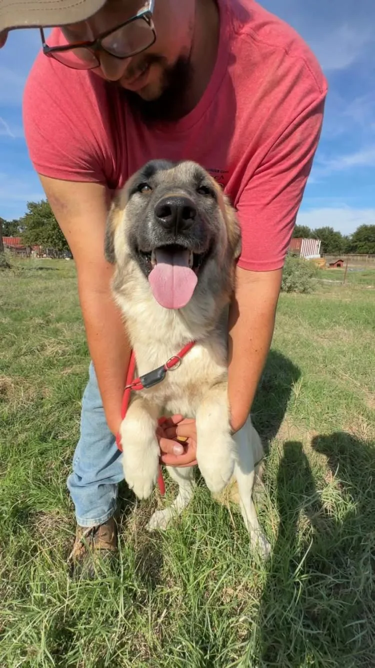 An adult large-sized female Anatolian Shepherd dog named Olive for adoption in Paradise, TX