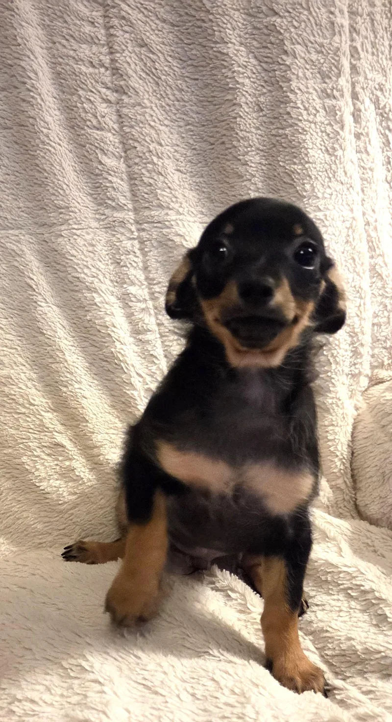 A baby small-sized male Black Chihuahua dog named Chalupa for adoption in Oakdale, CA