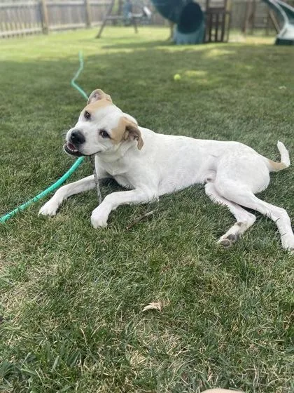 An adult large-sized male White / Cream Pit Bull Terrier dog named Miles for adoption in Kansas City, MO
