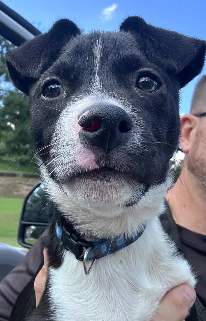 A baby small-sized male Mixed Breed dog named Liar Liar for adoption in Rome, GA
