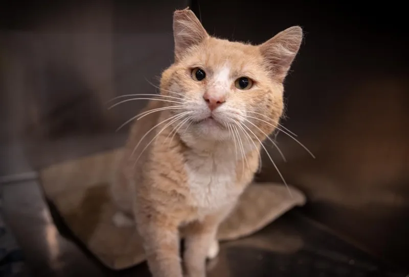 An adult medium-sized male Domestic Short Hair cat named Oc for adoption in Lincoln, CA